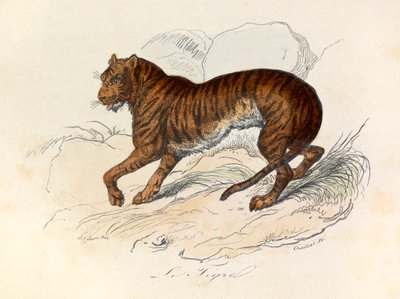 Illustrasjon fra boken «Buffons komplette verker»: Firfotingene: Tigeren (gravering) av Unknown artist