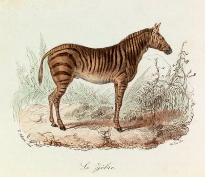Illustrasjon fra boken «Buffons komplette verker»: Firfotingene: Zebraen (gravering) av Unknown artist