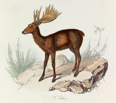 Illustrasjon fra boken «Buffons komplette verker»: Firfotingene: Elanen (gravering) av Unknown artist