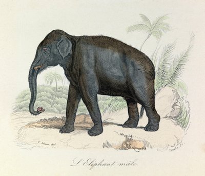 Illustrasjon fra boken «Buffons komplette verker»: Firbeinene: Hannelefanten (gravering) av Unknown artist