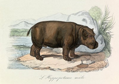 Illustrasjon fra boken «Buffons komplette verker»: Firbeinene: Flodhesten (gravering) av Unknown artist