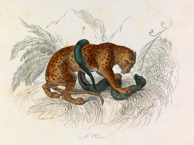 Illustrasjon fra boken «Buffons komplette verker»: Firfotingene: Unsen (gravering) av Unknown artist