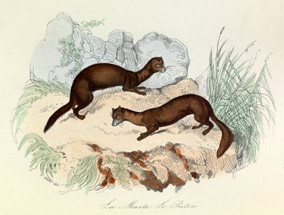 Illustrasjon fra boken «Buffons komplette verker»: Dyr: Mårfuglen og fertoisen (gravering) av Unknown artist