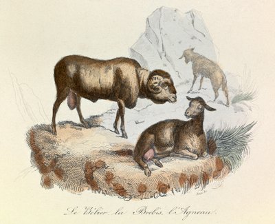 Illustrasjon fra boken «Buffons komplette verker»: Dyr: Væren, sauen og lammet (gravering) av Unknown artist