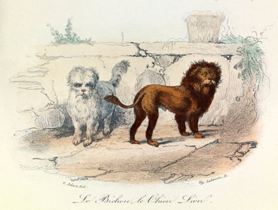 Illustrasjon fra boken «Buffons komplette verker»: Dyr: Bichonen og løvehunden (gravering) av Unknown artist