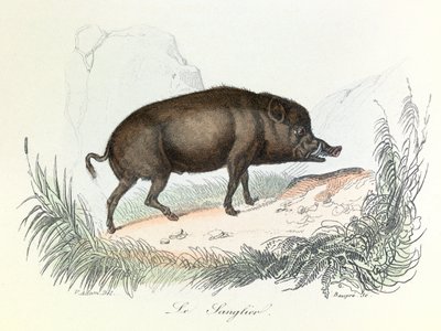 Illustrasjon fra boken «Buffons komplette verker»: Les animaux: Le boar (gravering) av Unknown artist