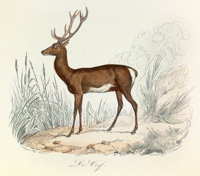 Illustrasjon fra boken «Buffons komplette verker»: Les animaux: Le cerf (gravering) av Unknown artist