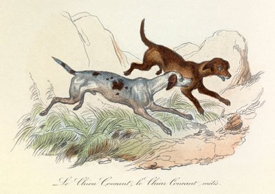 Illustrasjon fra boken «Buffons komplette verker»: Dyr: Hunden og Métishunden (gravering) av Unknown artist
