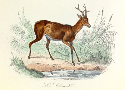 Illustrasjon fra boken «Buffons komplette verker»: Les animaux: Le deer (gravering) av Unknown artist