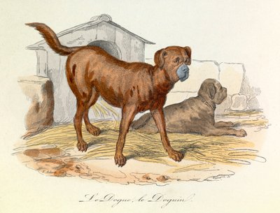 Illustrasjon fra boken «Buffons komplette verker»: Dyr: Mastiffen og mastiffen (gravering) av Unknown artist