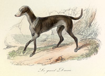 Illustrasjon fra boken «Buffons komplette verker»: Les animaux: Den store danske skapningen (gravering) av Unknown artist