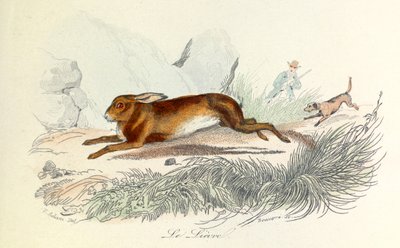 Illustrasjon fra boken «Buffons komplette verker»: Les animaux: Le hare (gravering) av Unknown artist