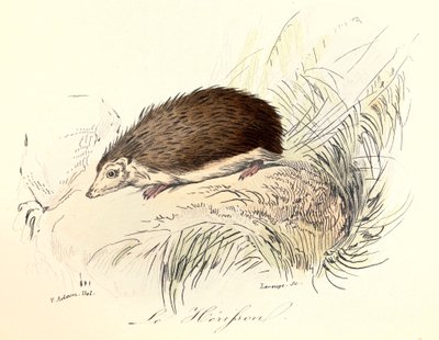Illustrasjon fra boken «Buffons komplette verker»: Les animaux: Le herisson (gravering) av Unknown artist