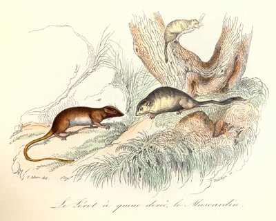 Illustrasjon fra boken «Buffons komplette verk»: Dyr: Gullhalehasselmusen og hasselmusen (gravering) av Unknown artist
