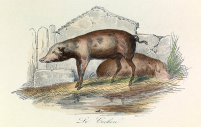 Illustrasjon fra boken «Buffons komplette verker»: Les animaux: Le pichon (gravering) av Unknown artist