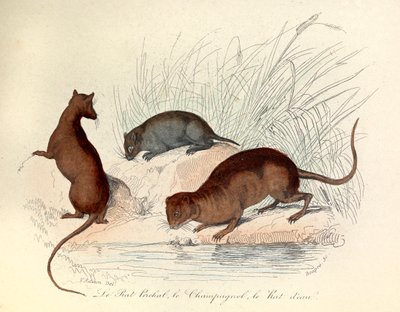 Illustrasjon fra boken «Buffons komplette verk»: Dyr: Abborrotten, markmusen og vannrotten (gravering) av Unknown artist