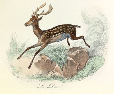 Illustrasjon fra boken «Buffons komplette verker»: Les animaux: Le suede (gravering) av Unknown artist