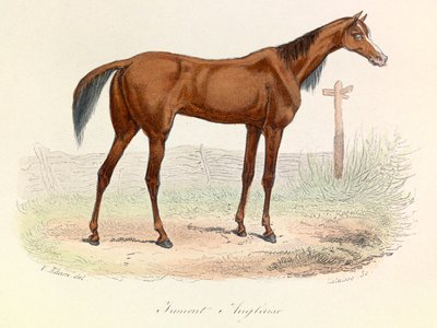 Illustrasjon fra boken «Buffons komplette verker»: Dyr: Engelsk hoppe (gravering) av Unknown artist
