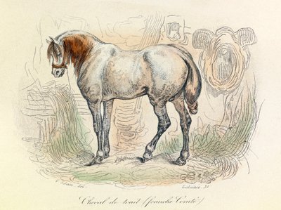 Illustrasjon av Franc Comtois hest, klassifisert av Linnéene og Cuvier (gravering) av Unknown artist