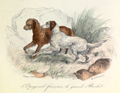 Illustrasjon av fransk spaniel og stor barbet med Linnéene-nomenklatur og Cuviers klassifisering (gravering) av Unknown artist