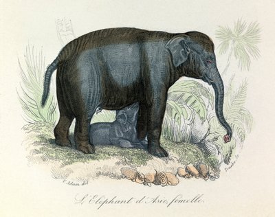 Illustrasjon av en asiatisk hunnelefant fra Buffons bok, klassifisert av Linné og Cuvier (gravering) av Unknown artist
