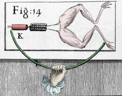 Illustrasjon av eksperimenter av Luigi Galvani, italiensk fysiker og lege (1737 - 1798) som forklarer passasjen av elektrisk strøm som beveger bena til en frosk. av Unknown artist