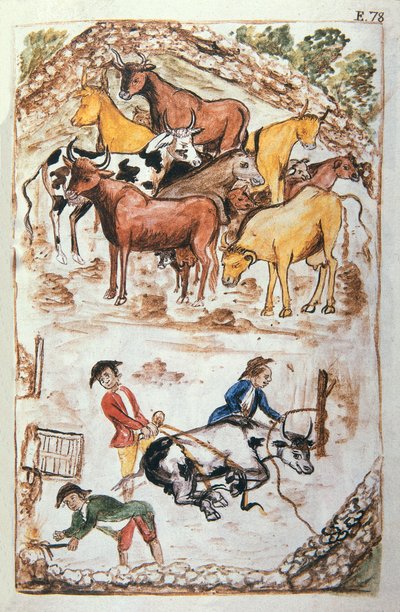 Indian Guardians of Cows, fra boken "Trujillo of Peru" eller "Codex Martinez Companion", av Balthazar Martinez Companion og Bujanda, biskop av Trujillo (1782-1785) av Unknown artist
