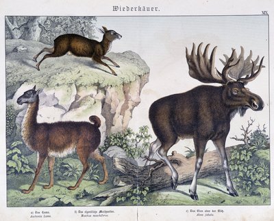 Lama, elg (elg) - i "" Natural historier of pattedyr", red. Schreiber av Unknown artist