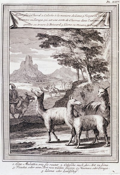 Lamaer fra Peru - i "" Historical Journey of South America utført etter ordre av kongen av Spania av Don George Juan og Don Antoine de Ulloa"", T.1, ved C.A. Jombert, Librairie du Roi, Paris av Unknown artist