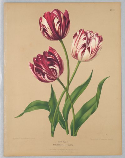 Sene tulipaner / Bybloemen eller fioler av Unknown artist