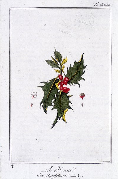 The Holly (Ilex Aquifolium) - i "Exercises in botany for the use of traders", skrevet av J.C. Philibert, Imprimerie de Crapelet, Paris av Unknown artist