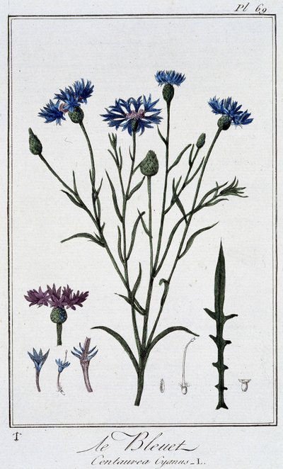 Kornblomsten (Centaurea Cyanus) - i "Øvelser i botanikk til bruk for handelsmenn", skrevet av J.C. Philibert, Imprimerie de Crapelet, Paris av Unknown artist