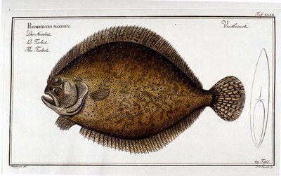 Le piggvar eller Pleuronectes maximus d'etter Marc Elieser Bloch Ichtyologie Paris - Berlin - London 1787 av Unknown artist