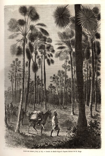 Løytnant Mages karavane går videre mot Niger og krysser en skog av gigantiske palmetrær i provinsen Damfa, Mali. Gravering for å illustrere reisen til Vest-Sudan til løytnant (Marine) M. Mage, i 1863-1866, publisert i "Le tour du monde, nouve av Unknown artist