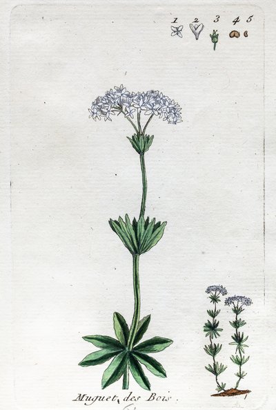 Liljekonvall eller søt skogsmark av Unknown artist