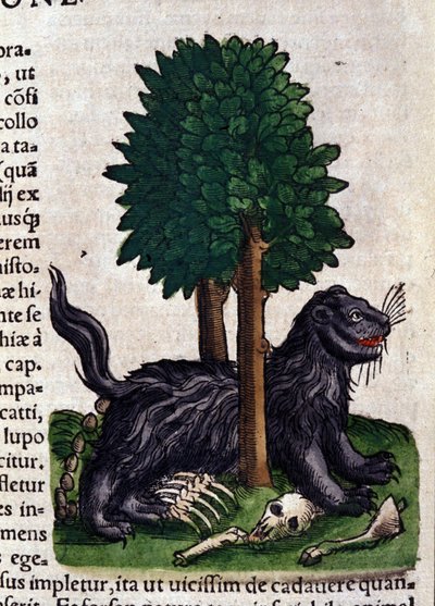 Lion. in Historia Animalium by Conrad Gesner (1516 - 1565), Tiguri av Unknown artist