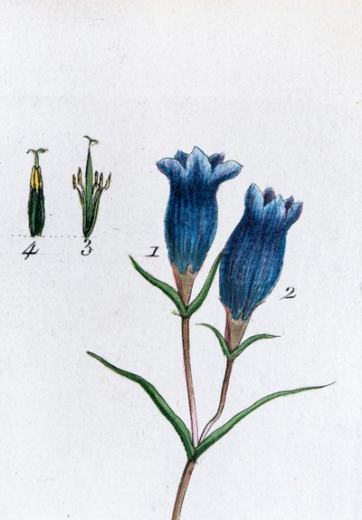 Liten gentiana (sumpgentiana av Unknown artist