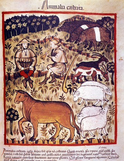 Husdyr, sauer, geiter og griser. Belysning fra melking av medisin og diett "" Tacuinum sanitatis"" av Unknown artist