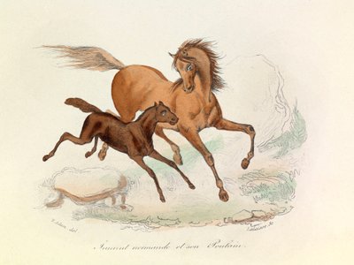 Hoppe Normande og føll klassifisert og navngitt i henhold til Linnéene og Cuviers nomenklatur (gravering) av Unknown artist