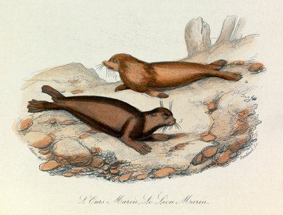 Marinbjørn og -løve klassifisert etter Linnéene-nomenklaturen og Cuviers klassifisering (gravering) av Unknown artist