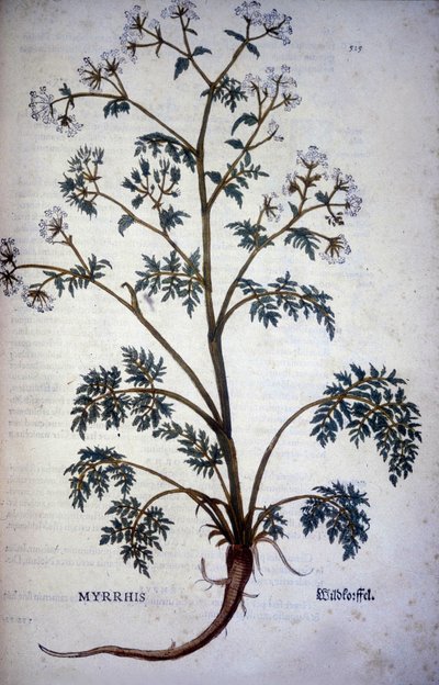 Myrrhis Odorata Fuchs: kjørvelmusk - I "" Natural History of Cocoa and Sugar"" av Unknown artist