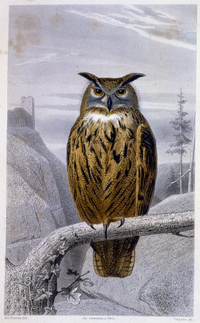 Natural History Plate: Owl: The Grand Duke (Grand Duke) - i "" Works of Buffon"", T.5, red. Fume Jouvet & Cie av Unknown artist
