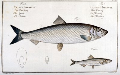 Naturhistorisk bord: sild (1) og sardin (2) av Marc Elieser Bloch Ichtyologie Paris - Berlin - London 1787. av Unknown artist
