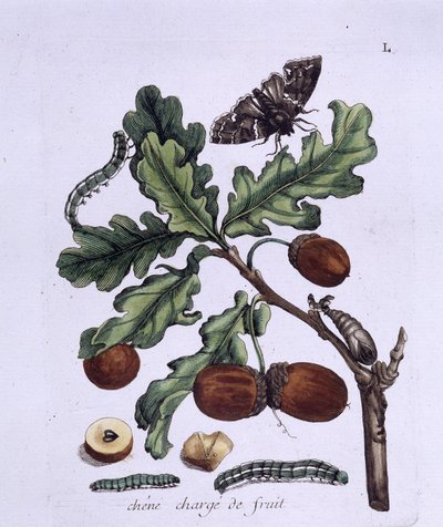 Eikefrukt: eikenøtter, sommerfugler og larver av Unknown artist