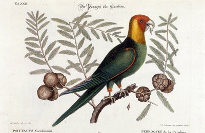 Ornitologi: Carolina papegøye. (Psittacus caroliniensis) av Unknown artist