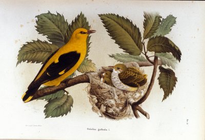 Ornitologi: en loriot nær reiret til ungene. av Unknown artist