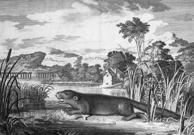 Otter - gravering av Unknown artist