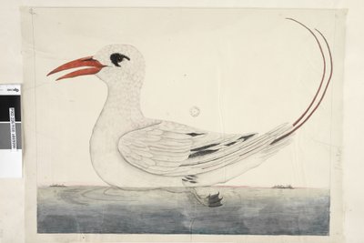 Side 100. Phaeton Red, Tailed Tropicbird Phaethon rubricauda, 1791-92 av Unknown artist