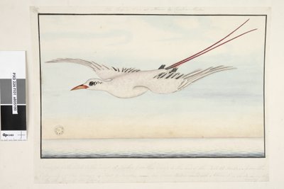Side 101. Tropic Bird of? Alma do Comtre, Mastre?. Fra nebbspissen til baken 18 tommer, fra baken til enden av halen 18 tommer, fra ytterkanten av vingene 4 fot 2 tommer. Hele fuglen er dekket med en blomst som ikke er vist i av Unknown artist