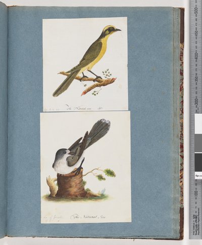 Side 101. Gultuftet honningeater. 102. Uidentifisert fugl av Unknown artist